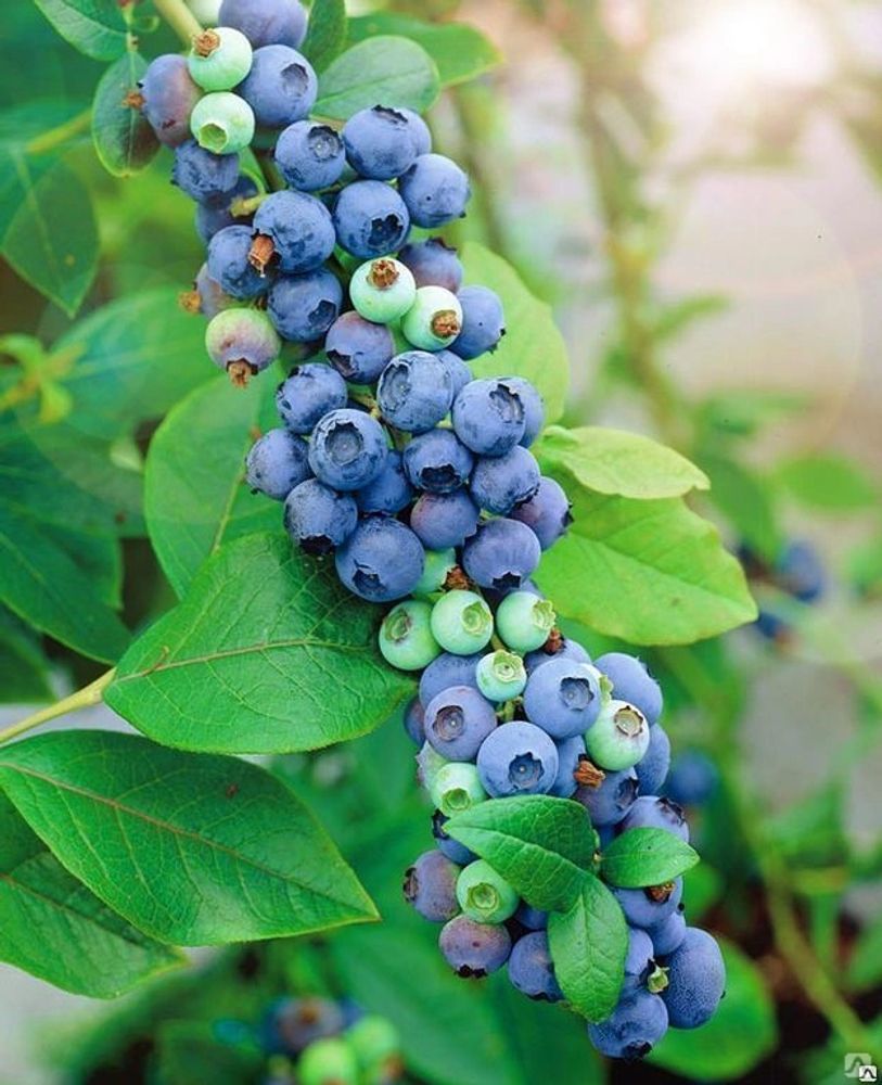 Голубика Мидер