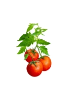 Яблочный уксус 6%