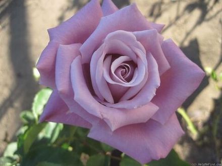 Голубой Нил