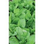 Семена Салат Бутербродный (Марс) Б/П