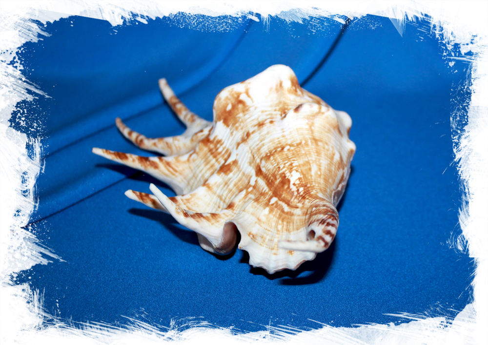 Ламбис-ламбис, 17-21см, 1шт