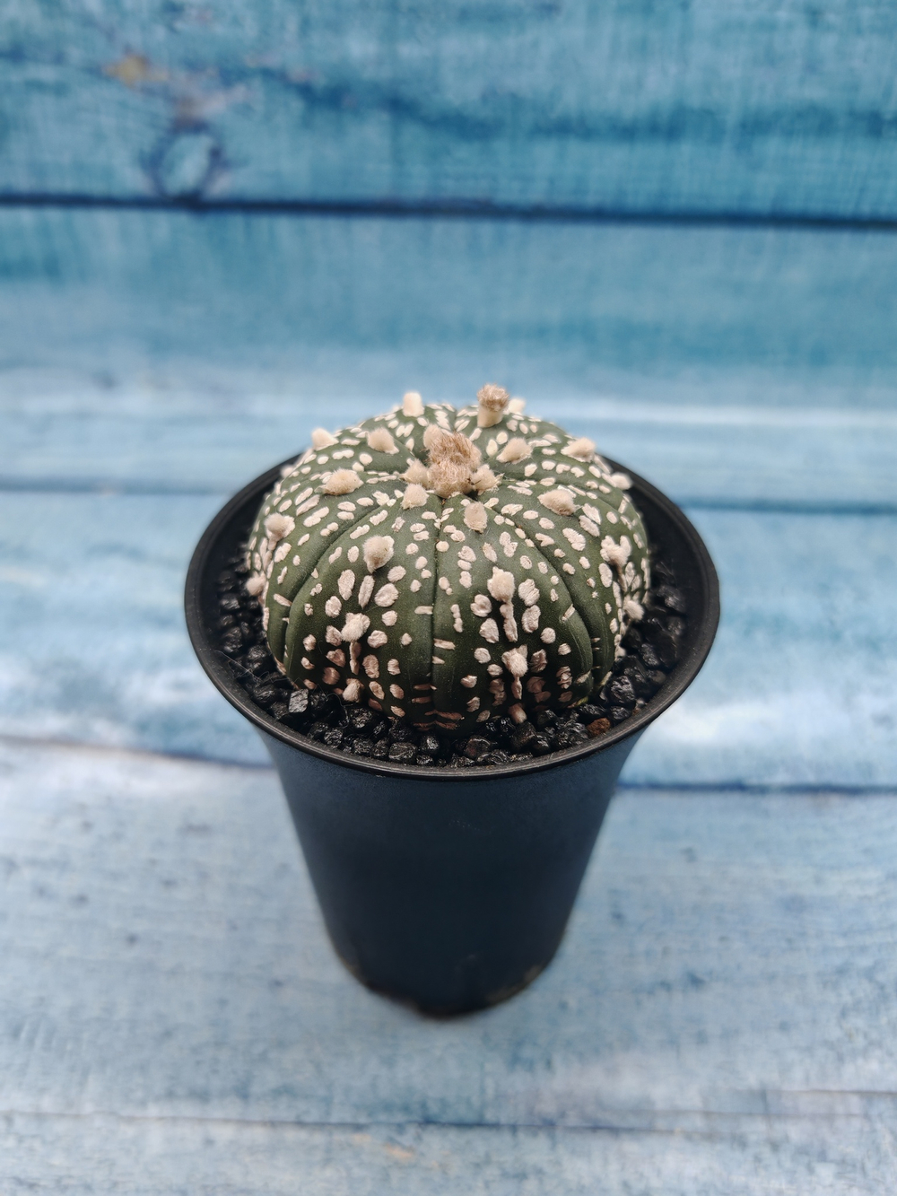 Astrophytum Asterias (Астрофитум)