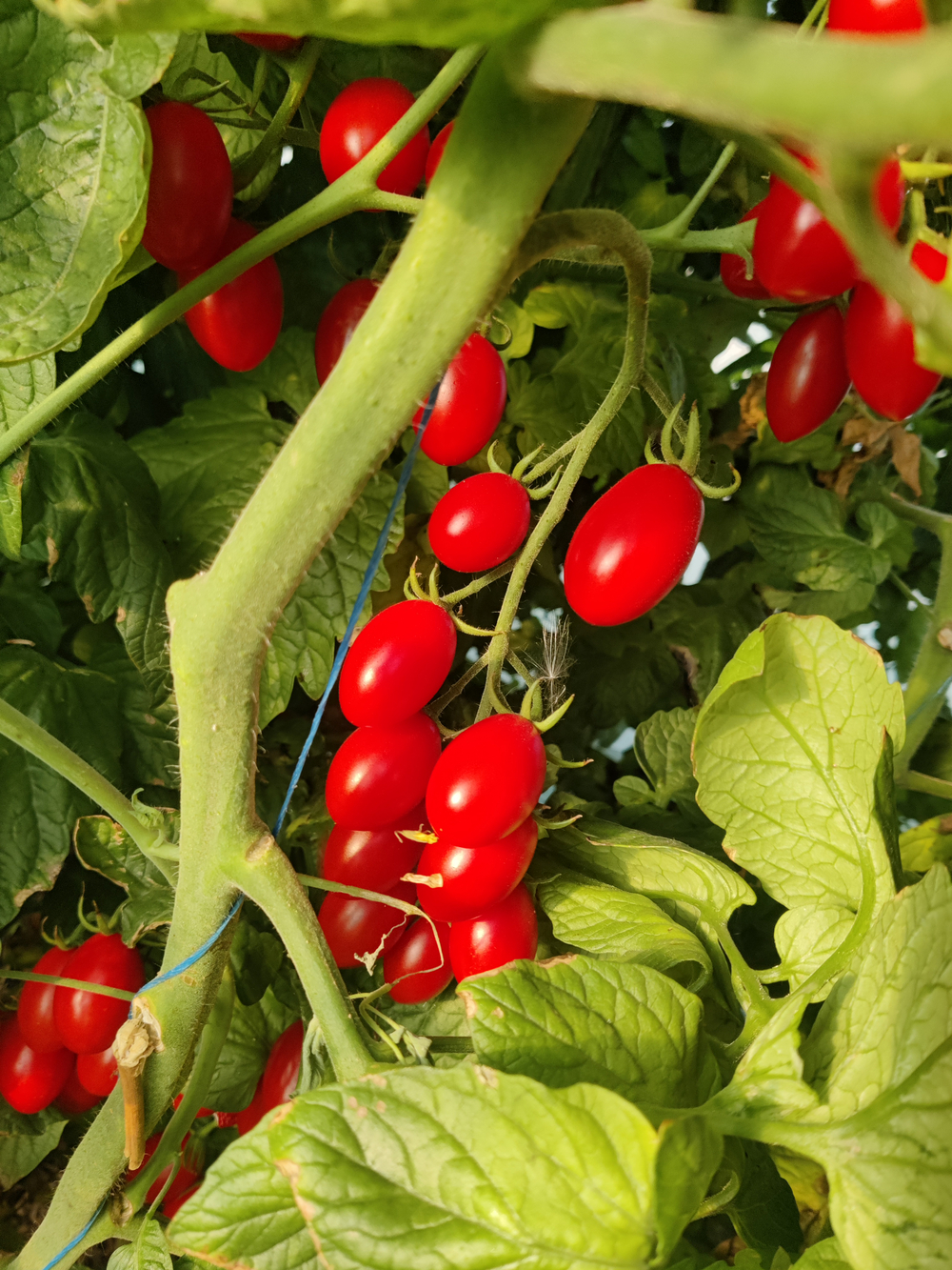 Пекбол F1 семена томата индетерминантного ( Yuksel Tohum / )