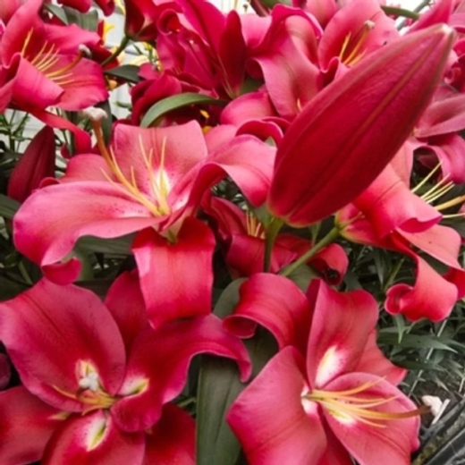 Лилия Ред Дезаер 3шт размер 18/20 Закупка М67 апрель 2026