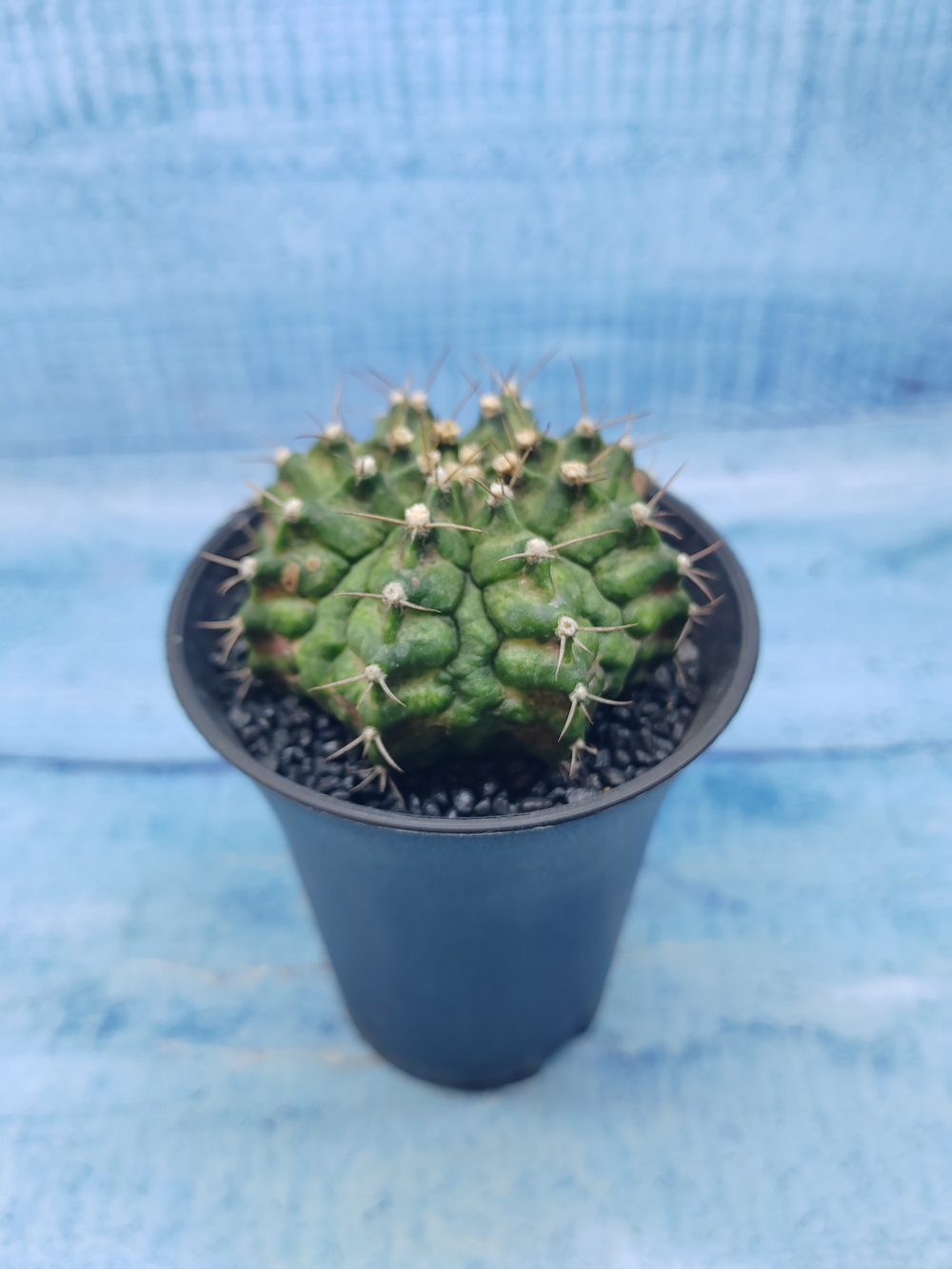 Gymnocalycium T-Rex Pink hybride (Гимнокалициум T-rex)
