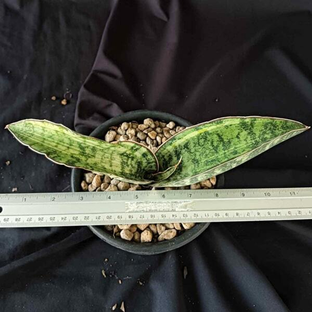 Сансевиерия TIGER BLUE VAR