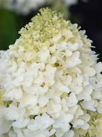 Гортензия метельчатая Шугар Раш