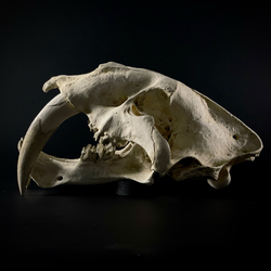 Smilodon