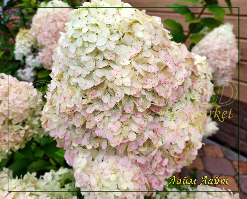 Гортензия метельчатая Лайм Лайт- Лаймовый свет (Hydrangea paniculata `Limelight`)