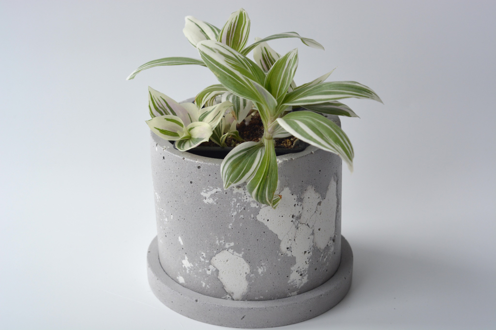 Кашпо Peperomia (под d10)