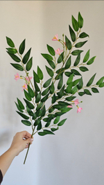 Рускус цветущий / Арт 1222