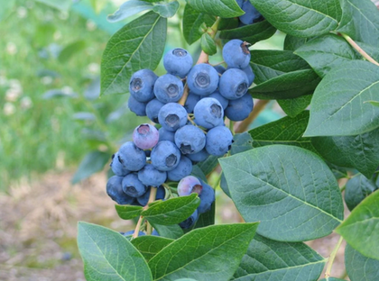 Голубика Нортланд