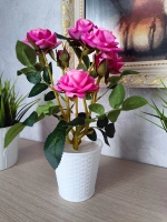 Роза кустовая бархатная, в кашпо.