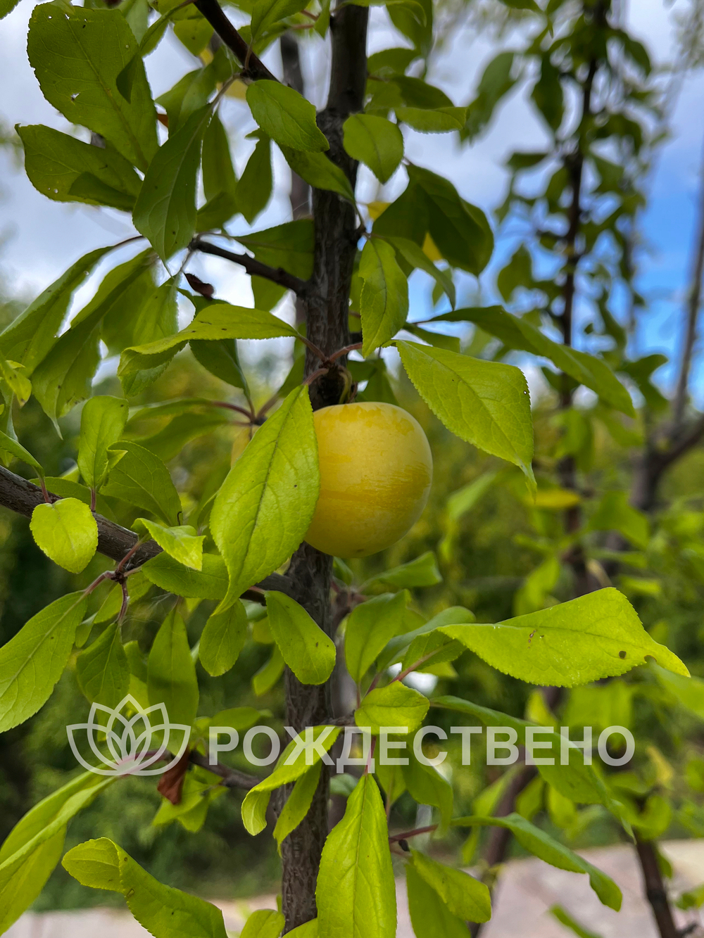 Алыча Мара