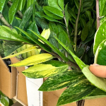 Замиокулькас VAR