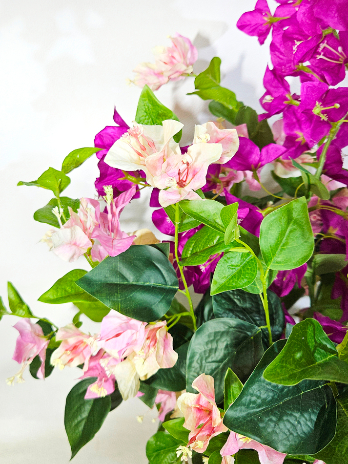 Бугенвиллия цветущая в кашпо Лофт Квадро