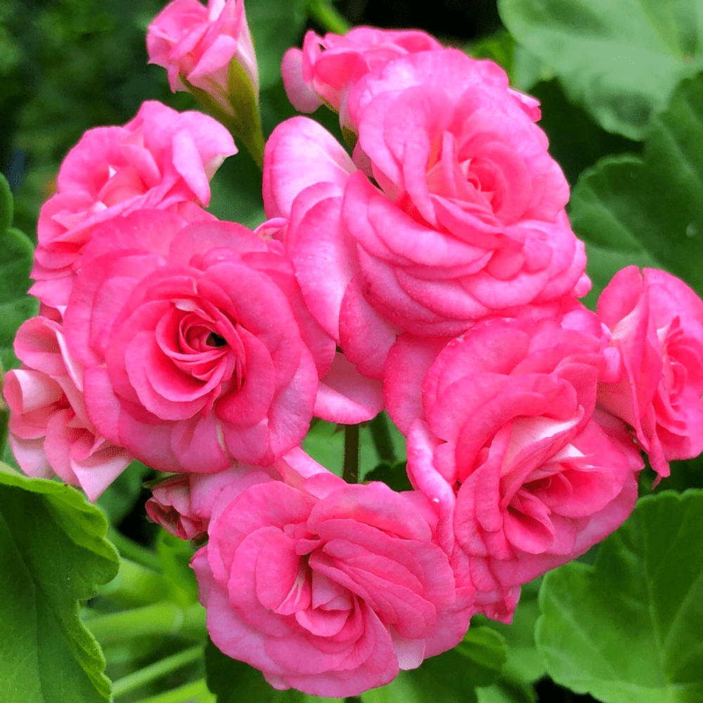 Geranium rose (Герань и роза) отдушка (Франция)