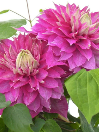 Клематисы и княжики  Р9 (перейти в каталог)