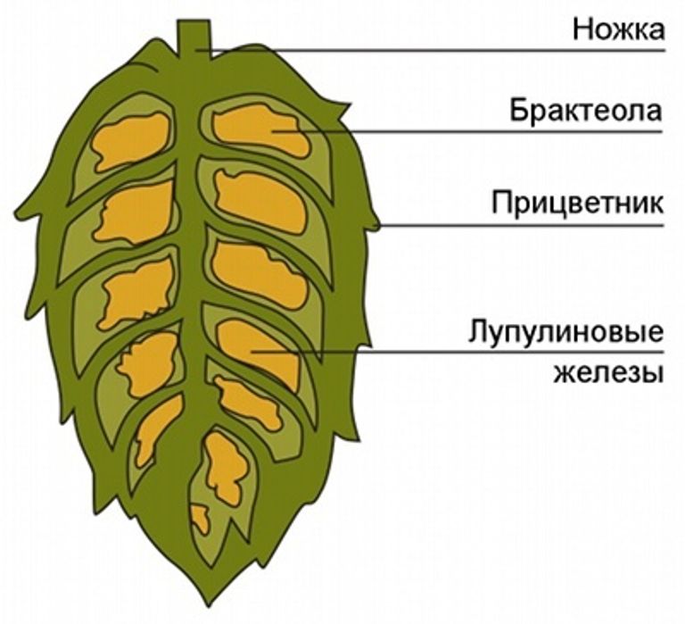 Сорта хмеля