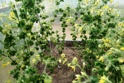 Помидоры Палка — Колоновидные