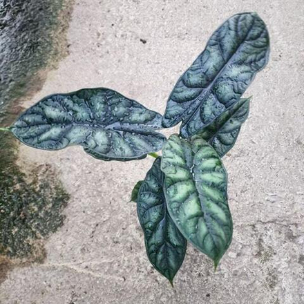 Алоказия DRAGON SCALE