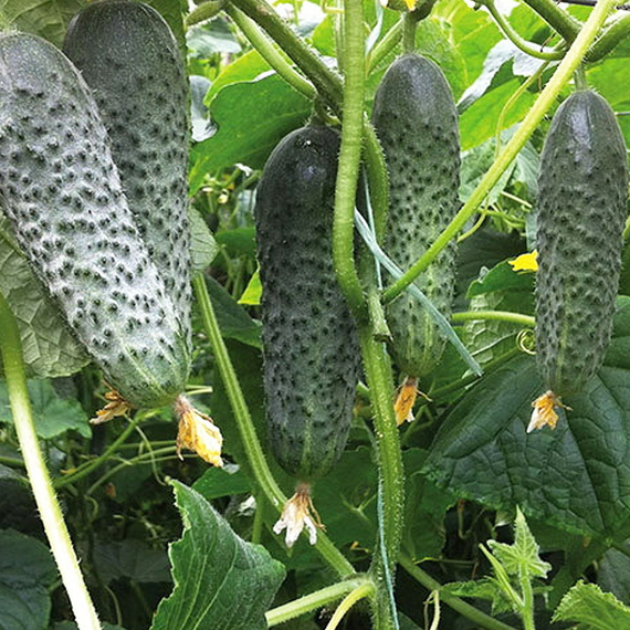Сигурд F1 семена огурца партенокарпического (Enza Zaden / ALEXAGRO) культура – фото 3