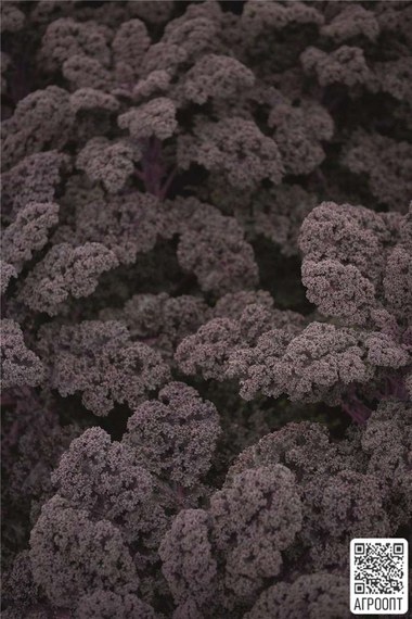 Редбор F1 семена капусты листового (Bejo / Бейо) продукт – фото 2