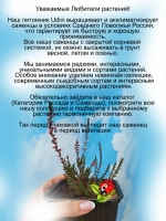 Вереск Афина красно пурпурный бутонный