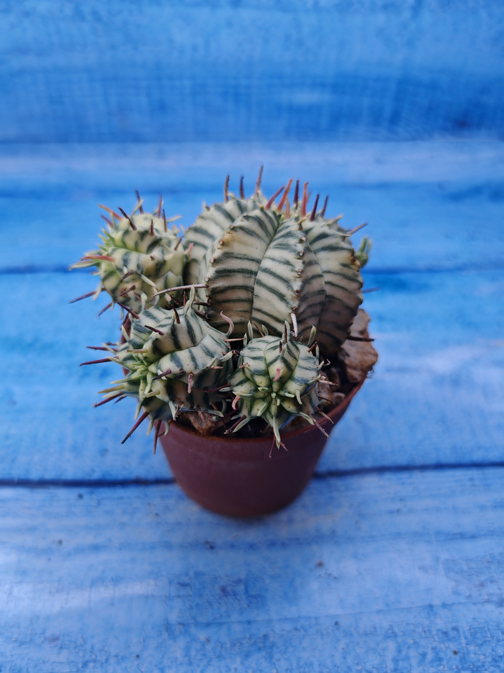 Euphorbia meloformis f. Variegated (Эуфорбия вариегатная)