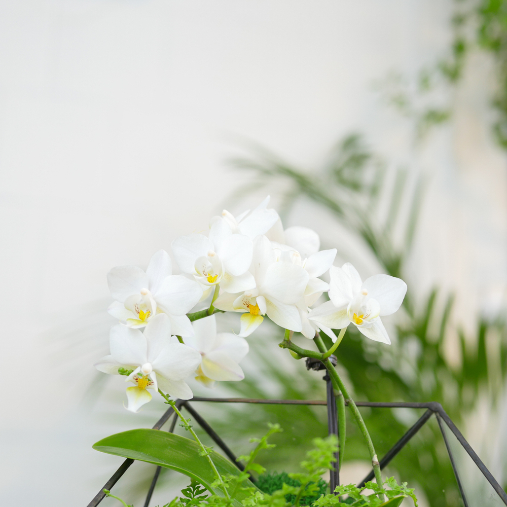 Готовый флорариум с белой орхидеей Икос S