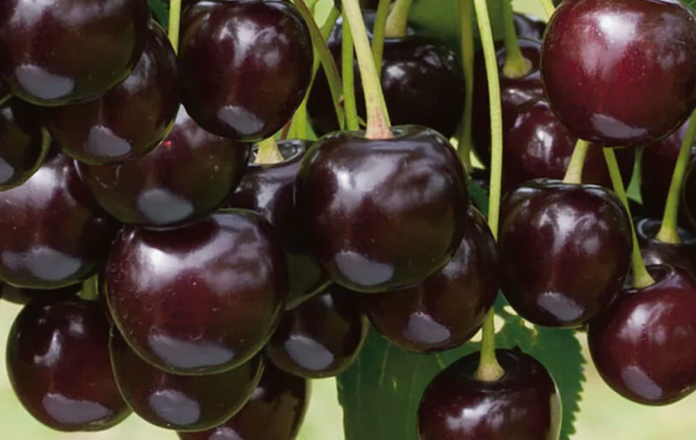 Дюк Ночка-2 ЗКС контейнер 7,5л, 3х летний саженец май 26