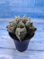 Astrophytum Myriostigma monstrosa (Астрофитум)