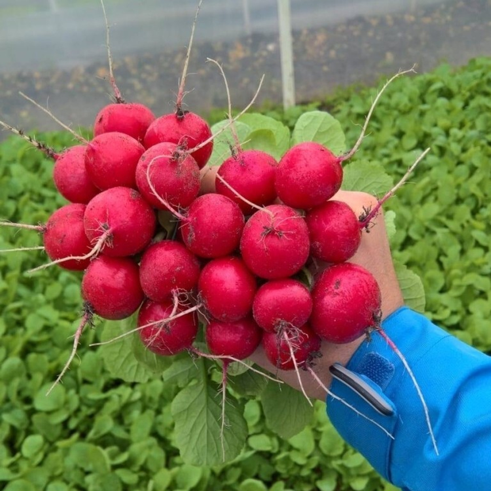 Редис Эскала F1 1г  Мировые Семена VITA GREEN