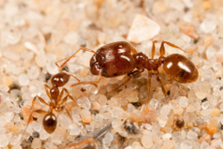 Муравьи Pheidole pallidula