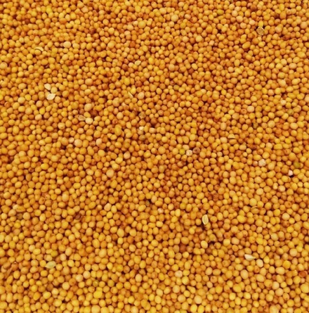 Горчичное семя жёлтое Россия В/С 300 гр