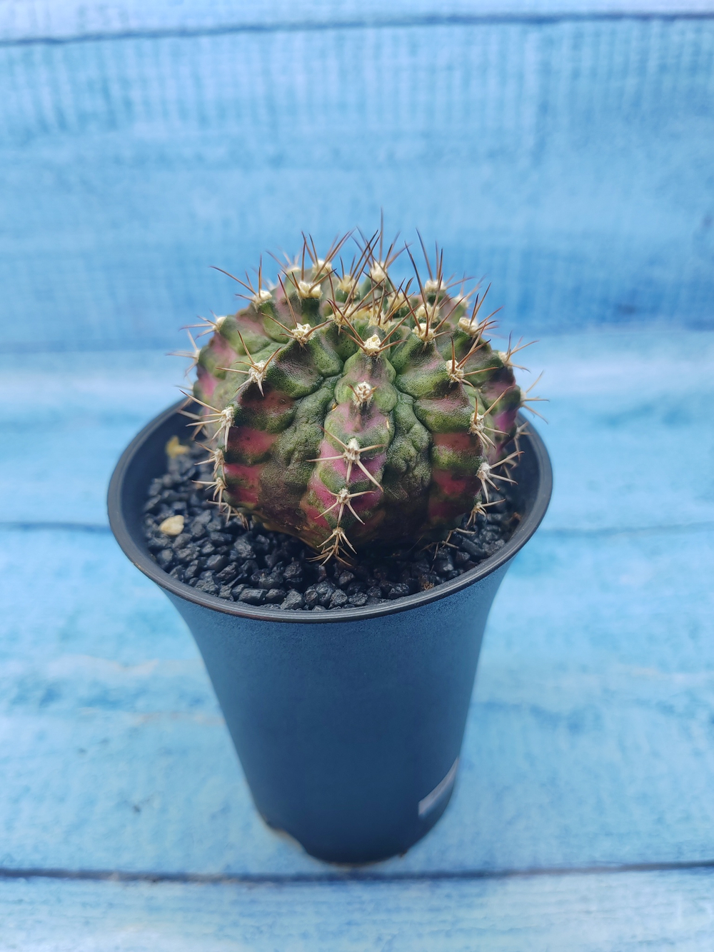 Gymnocalycium T-Rex Pink hybride (Гимнокалициум T-rex)