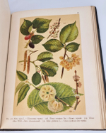 "Ботанический атлас по системе де-Кандоля". К.Гофман. 1899 г. - редкая книга