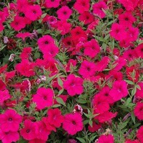 Петуния ампельная F1 Тайдал Вэйв Черри