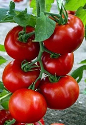 Задурелла F1 семена томата индетерминантного (Vilmorin / Вильморин)