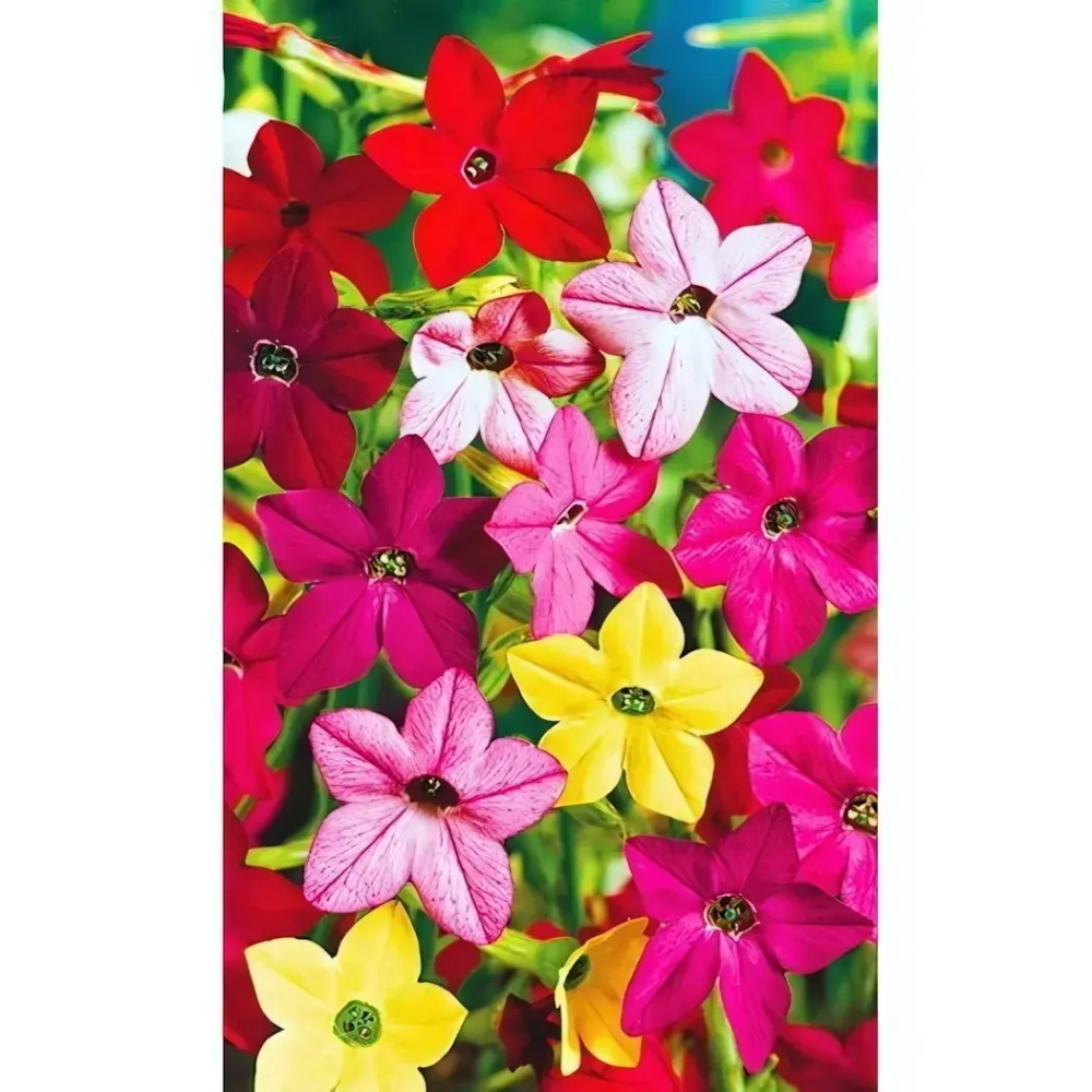 Семена Табак душистый Звезды Кино 0,1гр (УД) Е/П