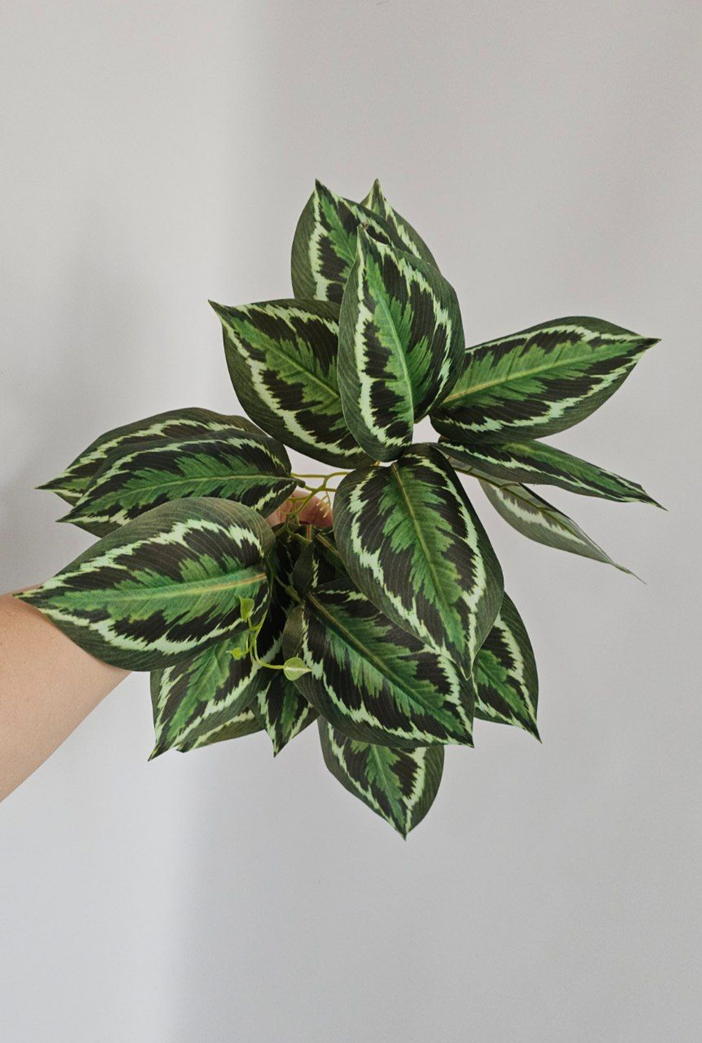 Калатея свисающая / Арт 6372