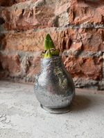 Амариллис луковица - цвет серебро