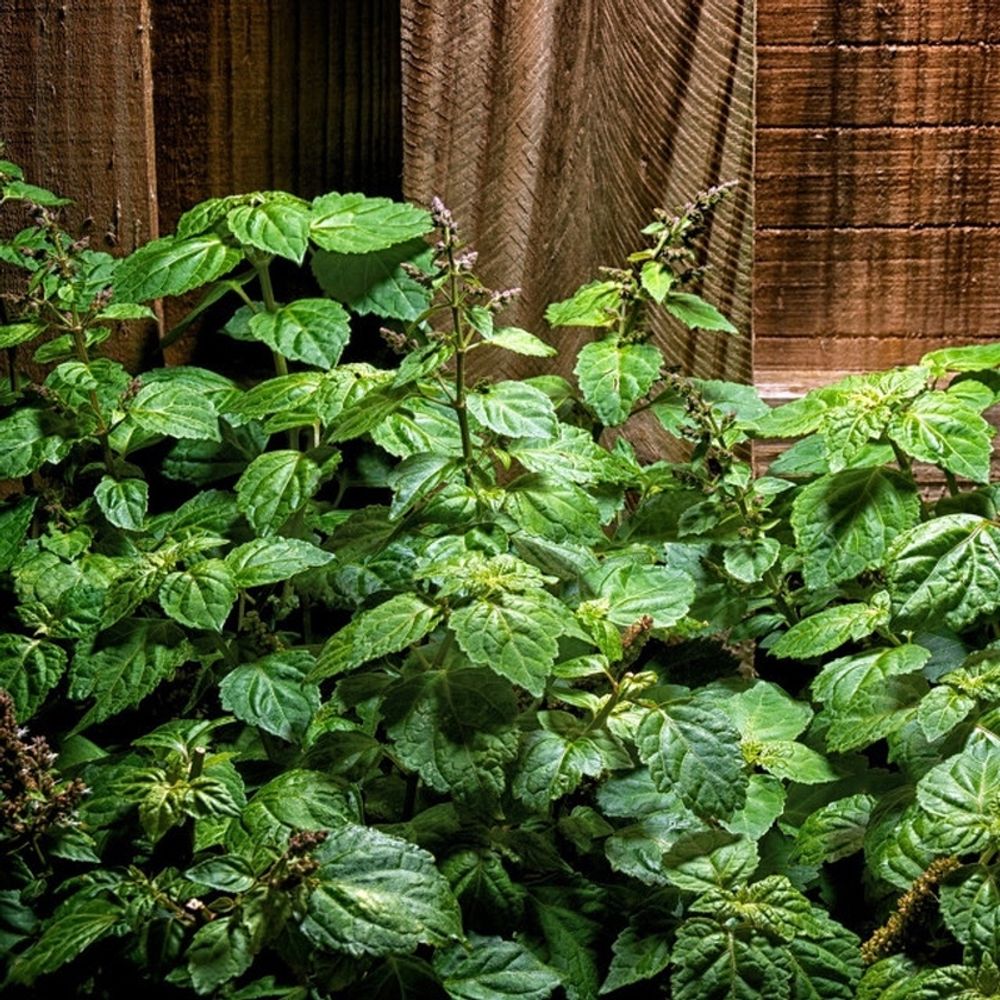 Пало Санто и пачули (Palo Santo Patchouli)