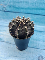 Gymnocalycium Mihanovichii black (Гимнокалициум)