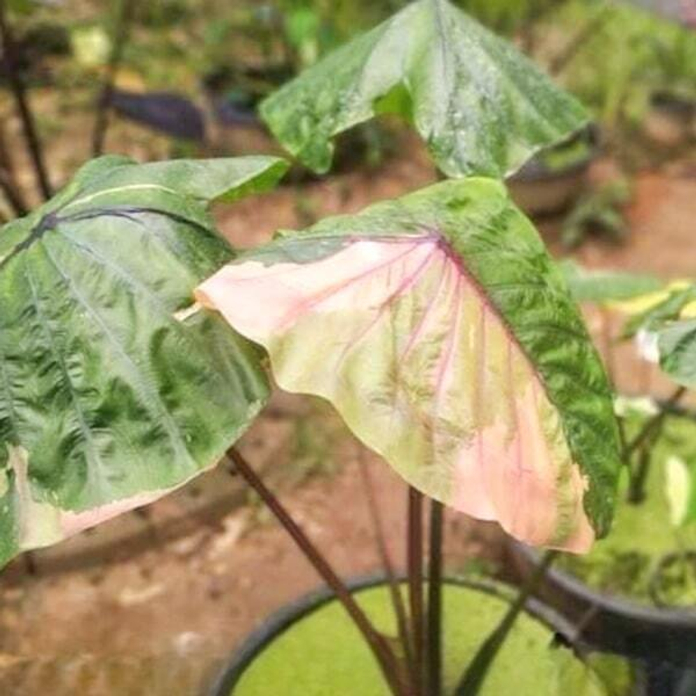 Колоказия ROM YEN