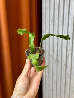 Эпифиллум Гватемальский, D6см Н15см, 1шт, Urban Jungle
