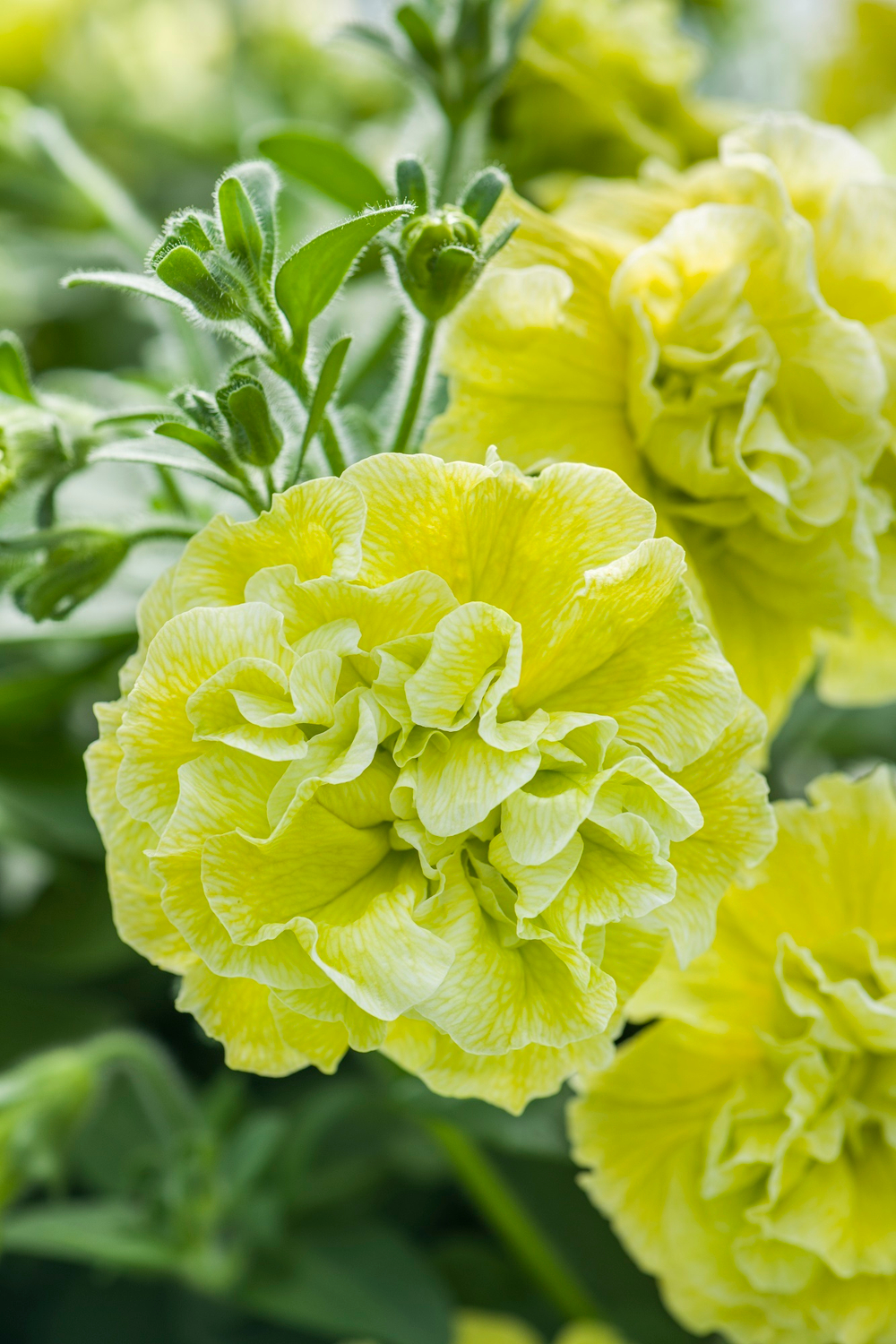 ЕВРО Новинка 2025 Петуния Tumbelina Matilda укорененный черенок ОКС март Koh