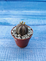 Euphoria Obesa (Эуфорбия)