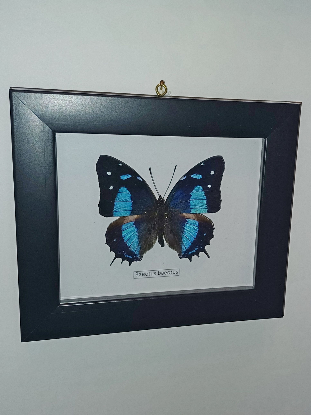 Бабочка Baeotus baeotus в рамке