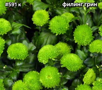САЖЕНЦЫ ХРИЗАНТЕМЫ КОРЕЙСКАЯ № 591 ФИЛИН ГРИН